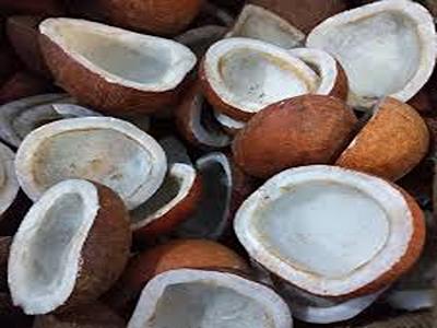 تصویر 4 از خرید و قیمت نارگیل خشک کاسه ای + فروش عمده
